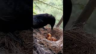 Black drongo bird small babies P 2 shortsvideo youtubeshorts [upl. by Beckman561]