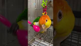 This is still fun Parrot toys Cake parrot Golden head Cake Parrot toys recommended Magic bi [upl. by Minier]