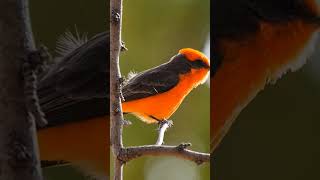 Vermillion Flycatcher birds wildlife [upl. by Sulihpoeht717]