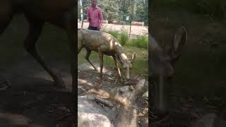 Uttrakhand wildlife park NH rishikesh after main road 🛣️ enjoy this location [upl. by Adahs721]