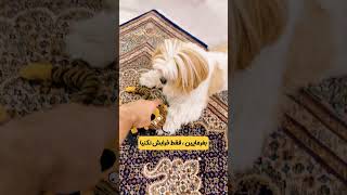 فیدو و میمونش 😅 pets dog puppy سگ شیتزو doglife [upl. by Gillmore]