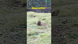 Interlaken Marmots animals murmeltier tiere interlaken [upl. by Dion]