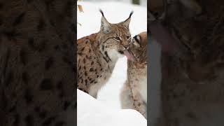 Fascinating Facts About the Wild Eurasian Lynx  The Largest of All Lynx Species shorts s [upl. by Phylis675]