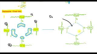 Locomotor 1 Collagen amp Elastin [upl. by Mozart]