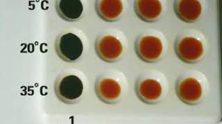 Enzymes  Breakdown of Starch with Amylase [upl. by Annawat]