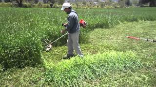 CORTE DE PASTO Y ALFALFA [upl. by Nalym131]