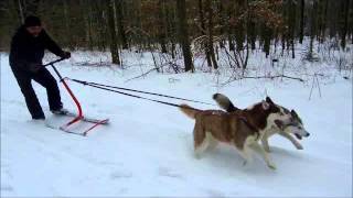 KicksparkTraining mit zwei Huskys  Rasante Kurvenlage [upl. by Nodmac]