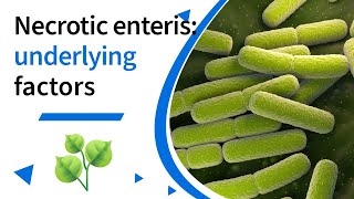 Unresolved cases of necrotic enteritis check these two underlying factors [upl. by Beuthel]