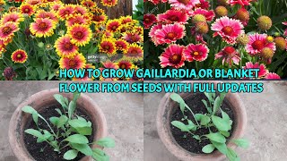 HOW TO GROW GAILLARDIA OR BLANKET FLOWER FROM SEEDS WITH FULL UPDATES [upl. by Short]