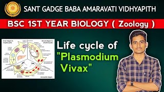 SGBAU bsc biology life cycle of plasmodium vivax  bsc 1st year zoology  SGBAU vidhyapith bsc bio [upl. by Martelli296]