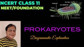 Prokaryotic cells  Class 11  Biology  Chapter 8 [upl. by Attenej]