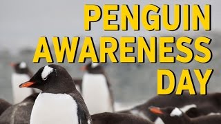 National Penguin Awareness Day [upl. by Einahpetse]