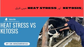 Ketosis vs Heat Stress in Livestock Key Differences farming dairyfarming ketosis heatstress [upl. by Amalbena]