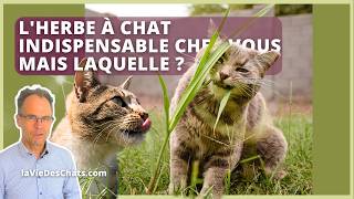 LHERBE À CHAT INDISPENSABLE CHEZ VOUS MAIS LAQUELLE [upl. by Seena763]