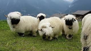 Valais Blacknose sheep [upl. by Ainessey351]