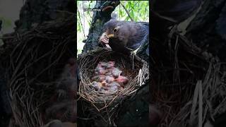 Bird food eating mam Bird shorts shortsfeeds birds birdfeeding [upl. by Yoko755]