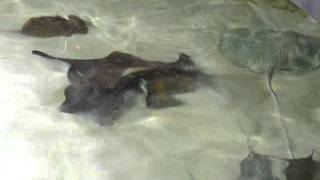 Stingray Feeding at California Academy of Sciences [upl. by Tsew]