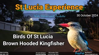 St Lucia Experience  30 October 2024  Birds Of St Lucia Brown Hooded Kingfisher [upl. by Drawoh]