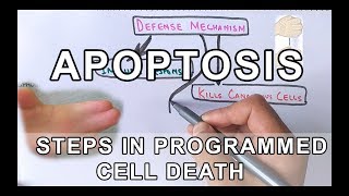 Overview of Apoptosis  Steps Explained [upl. by Spearing]