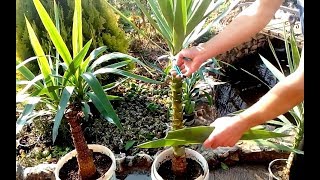 How to grow Yucca plants from cuttings [upl. by Kolva523]