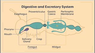 Insects Digestion and Excretion  insect digestive and execratory system  Module 0204 [upl. by Hoy]