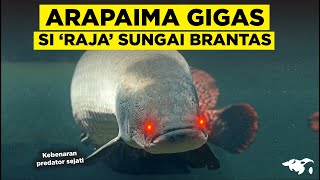 KETIKA ARAPAIMA GIGAS JADI RAJA IKAN DI SUNGAI BRANTAS I KUASA RAKSASA PREDATOR AMAZON [upl. by Gillead]