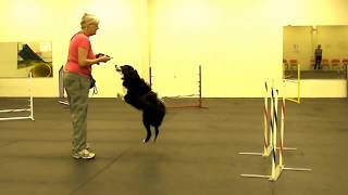 Foundation Skills  2x2 Weave Pole Training Part 13 [upl. by Liv]