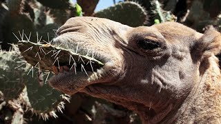 Unbelievable How Camels Can Eat Cacti Full of Thorns [upl. by Claudine]