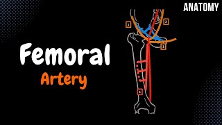 Femoral Artery EASY Scheme  Course  Branches [upl. by Hadihsar854]