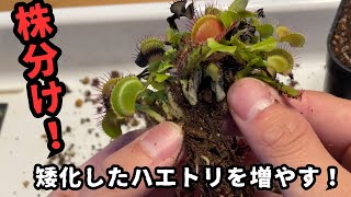 株分け矮化したハエトリソウをばらして殖やす！ 食虫植物 観葉植物 [upl. by Uchish66]