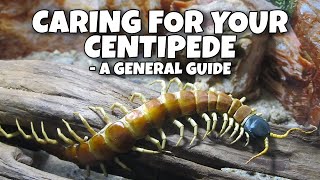 Caring for your Centipede A General Guide [upl. by Prudence729]