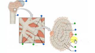 Bone Structure  Spongy Bone [upl. by Kuebbing113]