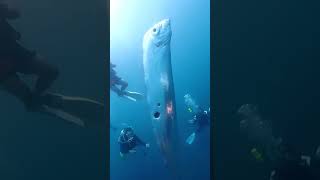 Whats Behind the Mysterious Oarfish Sightings in Taiwan [upl. by Acessej]