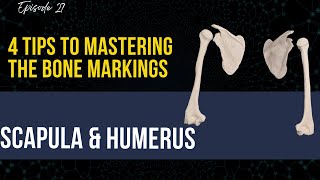 How To Mastering The Bone Markings 4 Study Tips To Mastering Bone Markings On The Scapula amp Humerus [upl. by Pleione605]