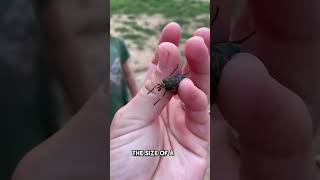 How painful is a horsefly bite [upl. by Hessler]