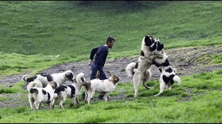 Tornjak from Vlasic  By Halil Sefer  Herdenschutzhund  Livestock Guardian Dog part 1 [upl. by North]