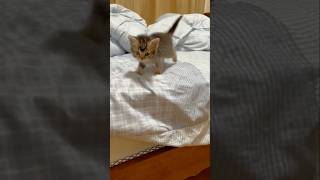 quotSmall Kitten Big Journey 🐱 Reaches Her Cozy Spotquot youtubeshorts viralvideo shorts [upl. by Nylirej419]