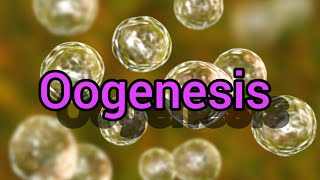 Oogenesis [upl. by Ilana]