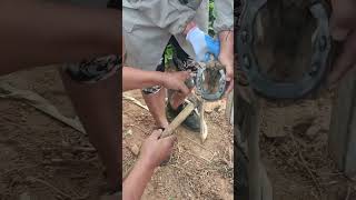 Master Zhaos Expert Donkey Hoof Trimming EasytoFollow Technique part 2 [upl. by Imik]