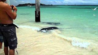 Stingrays visit Hamelin Bay south of Perth Western Australia [upl. by Laurella]