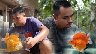 FV VLOG 118 Lowcost amp Highly Effective Goldfish Grooming [upl. by Ahsaela]