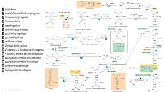 lysine methionine threonine synthesis sintesis lisina metionina treonina bioquimica biochemistry [upl. by Quintilla]