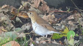 Birding Shetland 2023 [upl. by Alidis]