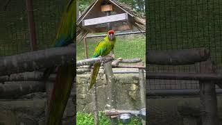 Adorable Parrot Says HELLO parrot macaw [upl. by Kcuhc]