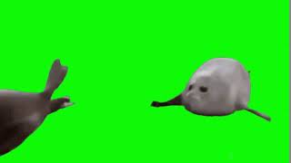 Bouncing Seals on Green Screen [upl. by Bernhard]