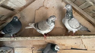 Pigeons Tipplers on loft 2023 [upl. by Peugia]