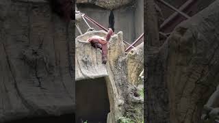 紅毛猩猩Bornean OrangutanTaipei Zoo [upl. by Nhguaved]