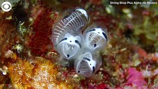 New species skeleton panda sea squirt discovered in Japan [upl. by Nitsugua693]