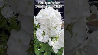 Phlox paniculata ‘Luminary Blacklight’ phlox flowers perennial plants garden nature fleur [upl. by Fantasia5]