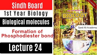 formation of phosphodiester bond  biological molecules  class 11 Biology sindh board new book [upl. by Akemak]